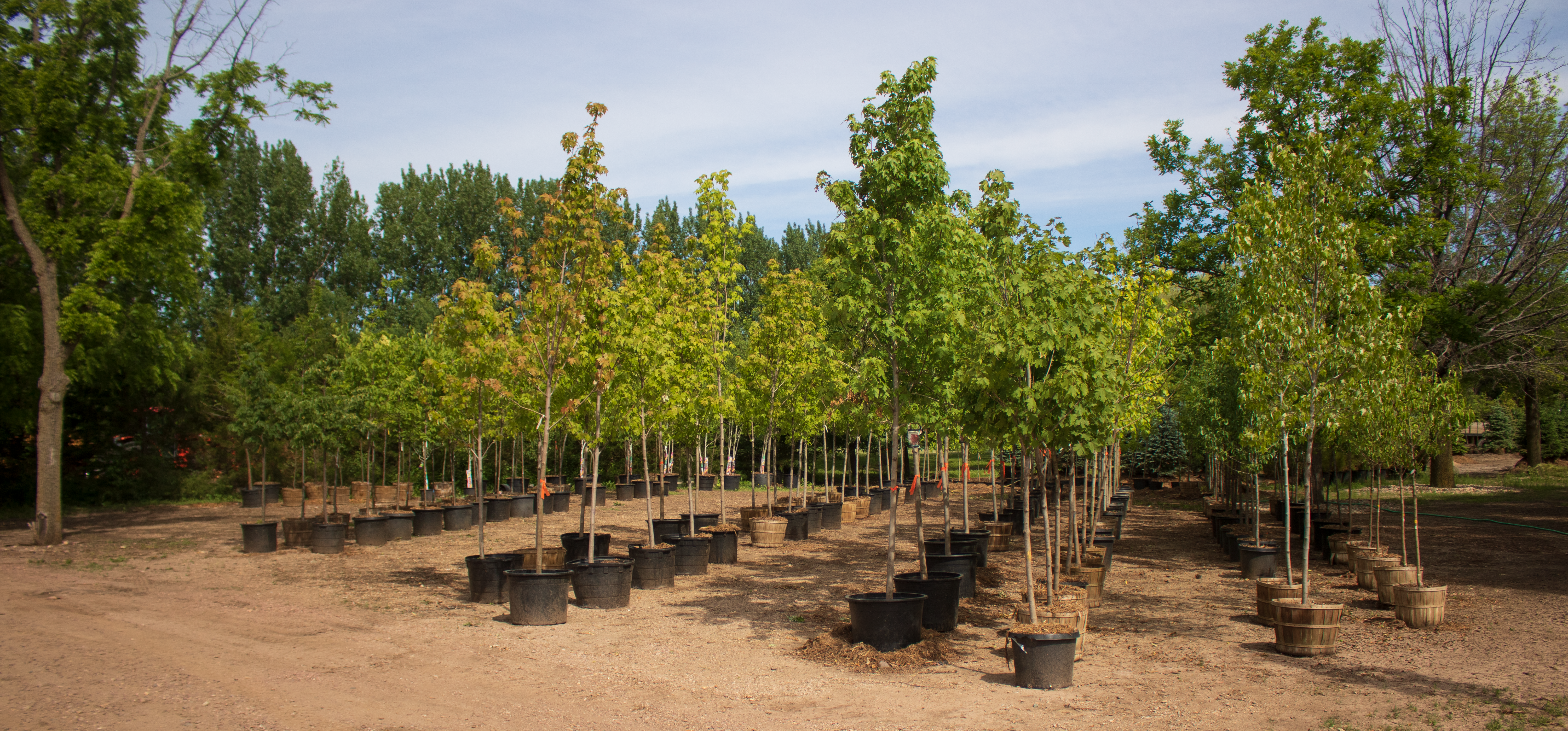 Splitrock-Nursery-Trees-Feature1
